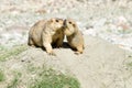 Himalayan Marmot at Pangong Lake in Ladakh, Jammu and Kashmir, India.