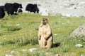 Himalayan Marmot at Pangong Lake in Ladakh, Jammu and Kashmir, India.