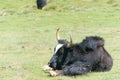 Yak at Pangong Lake in Ladakh, Jammu and Kashmir, India. Royalty Free Stock Photo