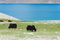 Yak at Pangong Lake in Ladakh, Jammu and Kashmir, India. Royalty Free Stock Photo