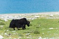 Yak at Pangong Lake in Ladakh, Jammu and Kashmir, India. Royalty Free Stock Photo