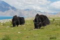 Yak at Pangong Lake in Ladakh, Jammu and Kashmir, India. Royalty Free Stock Photo