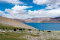 Yak at Pangong Lake in Ladakh, Jammu and Kashmir, India. Royalty Free Stock Photo