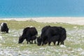 Yak at Pangong Lake in Ladakh, Jammu and Kashmir, India. Royalty Free Stock Photo