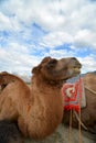 A Bactrian two-humped camel in the village of Hunder, in the Nubra Valley, Ladakh Royalty Free Stock Photo