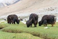 Yak at Between Pangong Tso and Chang La Pass in Ladakh, Jammu and Kashmir, India