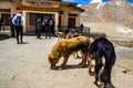 Ladakh,India. June 2016, Himalayan furry dogs and tourist near the cafetaria at Changla Pass at Ladakh, Kashmir, India