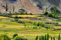Ladakh landscape, green valley field , agriculture, Basgo, Leh, Ladakh, India