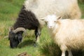 Pashmina Sheep