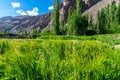 Fields in Turtuk Viilage - Landscape of Nubra Valley in Leh Ladakh, Jammu and Kashmir, India Royalty Free Stock Photo