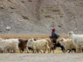 Ladakhi herdsman and goats