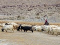 Ladakhi herdsman and goats