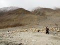 Ladakhi herdsman and goats