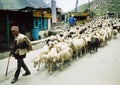 Ladakhi Shepherd