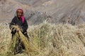 Ladakhi women working in the harvest