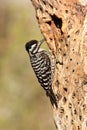 Ladder Backed Woodpecker