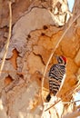 Ladder Backed Woodpecker