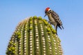 Ladder-Backed Woodpecker Royalty Free Stock Photo