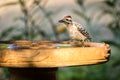 Ladder-backed Woodpecker at the Bird Bath