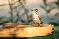 Ladder-backed Woodpecker at the Bird Bath