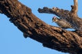 Ladder-backed woodpecker on a branch