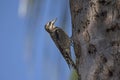 A Ladder Backed Woodpecker