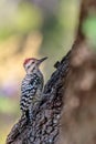 Ladder-backed Woodpecker on the Oak Tree