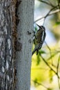 Ladder-backed Woodpecker pecks for food from the side of a tree