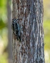 Ladder-backed Woodpecker pecks for food from a tree