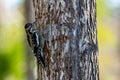 Ladder-backed Woodpecker pecks for food from a tree