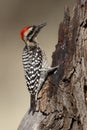 Ladder-backed woodpecker, Picoides scalaris