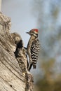 Ladder-backed woodpecker, Picoides scalaris