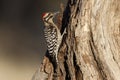 Ladder-backed woodpecker, Picoides scalaris