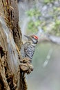 Ladder-Backed Woodpecker searching for food
