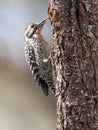 Ladder-Backed Woodpecker