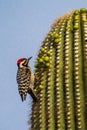 Ladder-Backed Woodpecker