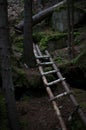 Ladder in the dark forest Royalty Free Stock Photo