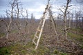 ladder at a fresh pruned apple orchard