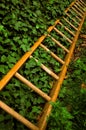 Ladder and ivy Royalty Free Stock Photo