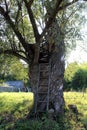 A ladder is leaning against a tree to climb it. A tree house built by children.