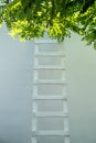 Ladder leaning against a wall, tree foliage on the upper part