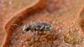 Ladder-marked long horn beetle (Saperda scalaris) on a geyser macro