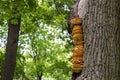 A Ladder Of Mushrooms (Polypores) On A Tree