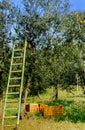 Ladder at olive tree Royalty Free Stock Photo