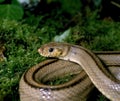 Ladder Snake, elaphe scalaris