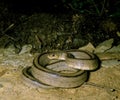 Ladder Snake, elaphe scalaris