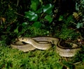 Ladder Snake, elaphe scalaris