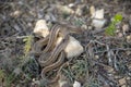 Ladder snake with forked tongue protruding, Spain