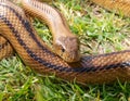 ladder snake, zameinis scalaris