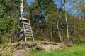 Ladder stand at a birch Royalty Free Stock Photo